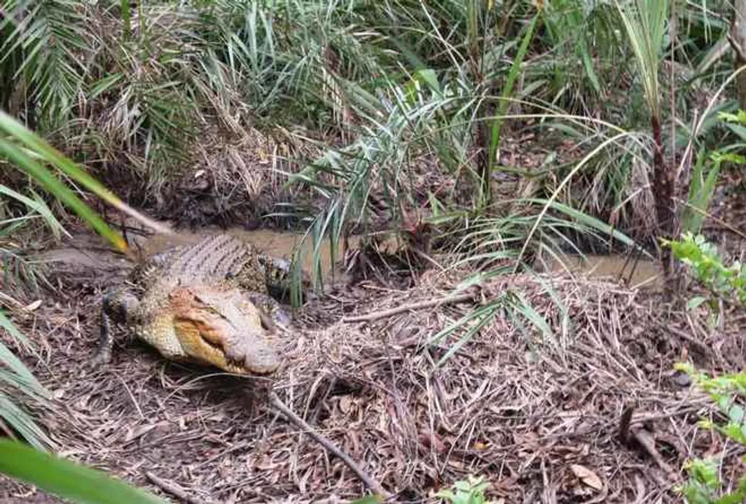  80 crocodile nests spotted in Odisha's Bhitarkanika National Park