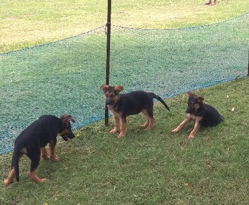  Odisha police's Dog Squad renamed as K9; 3 German Shepherds inducted