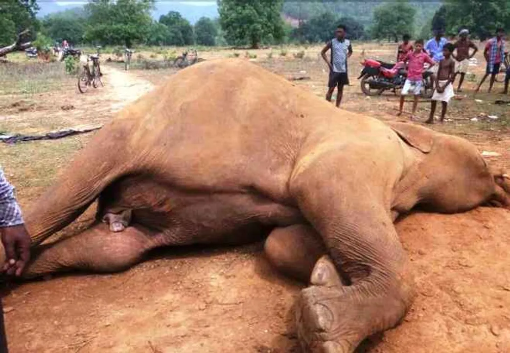  Carcass of tusker found in Odisha's Sundargarh