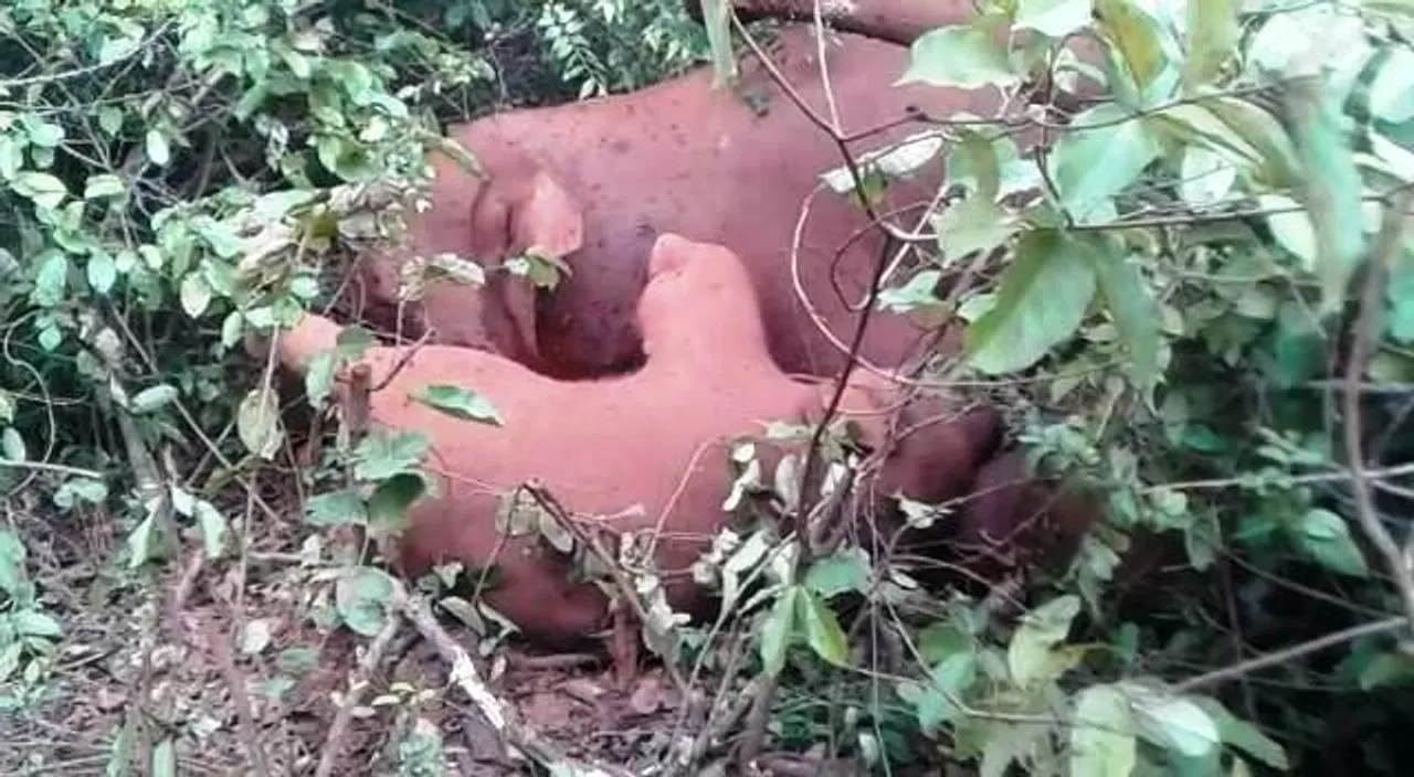 3 pachyderms electrocuted in Odisha's Dhenkanal