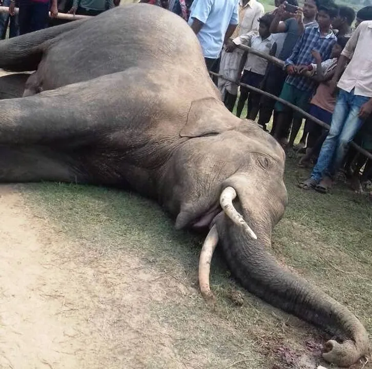  Tusker electrocuted in Odisha's Mayurbhanj