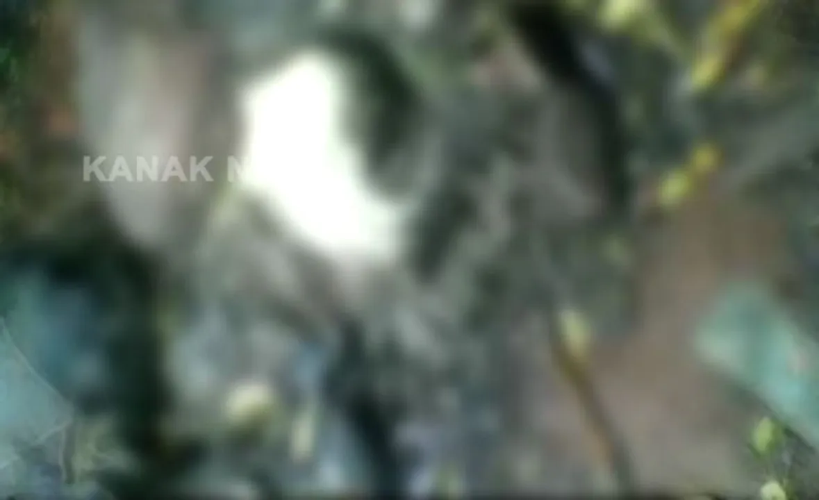  Carcass of elephant calf found in Odisha's Balasore
