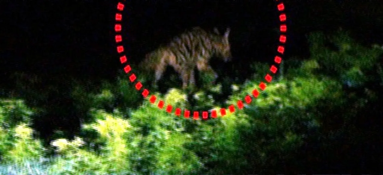  Hyena spotted in Odisha's Niali amid wolf scare. Watch video