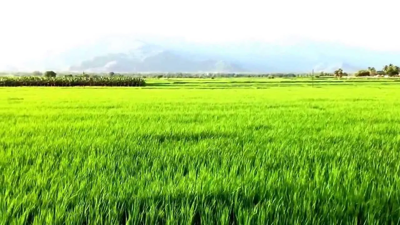  Union cabinet extends 5% interest subsidy on short-term crop loans