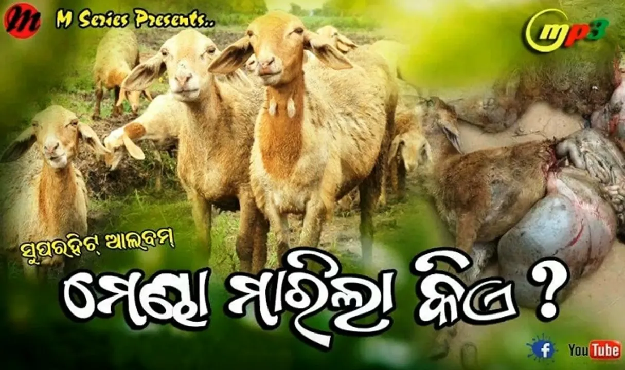  'Mendha Marila Kie' Odia album song on Niali sheep killing