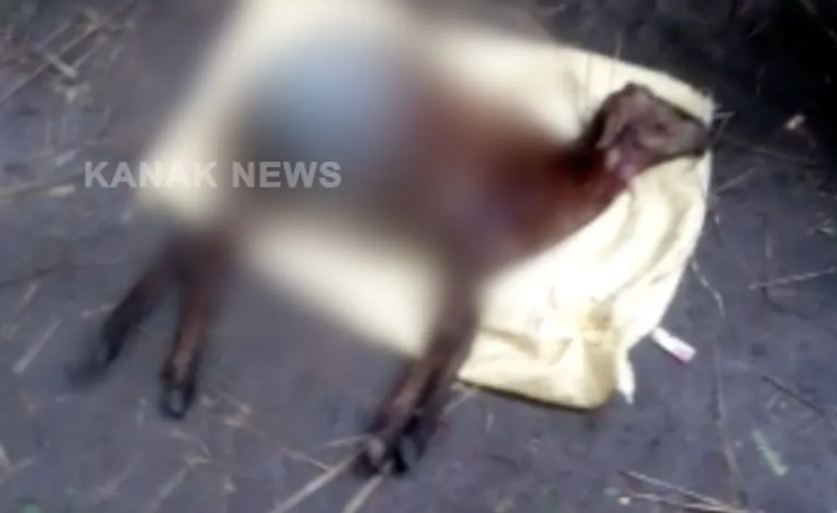  'Mystery' animal kills two more sheep in Odisha's Niali