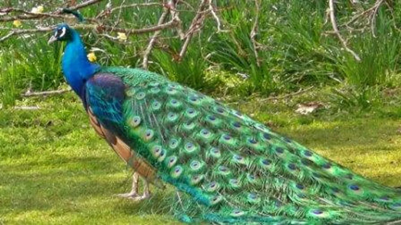  Peacocks are not celibate - Bird experts debunk Rajasthan judge's claims