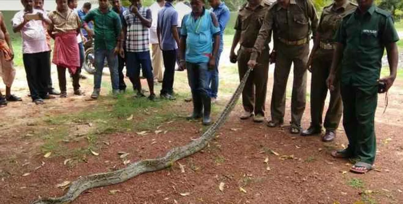  11-ft python caught in fishing net in Odisha