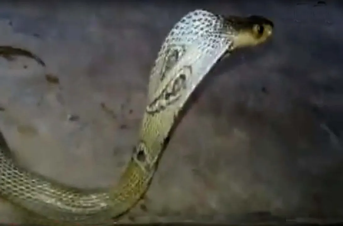  Rare cobra rescued from court premises in Odisha