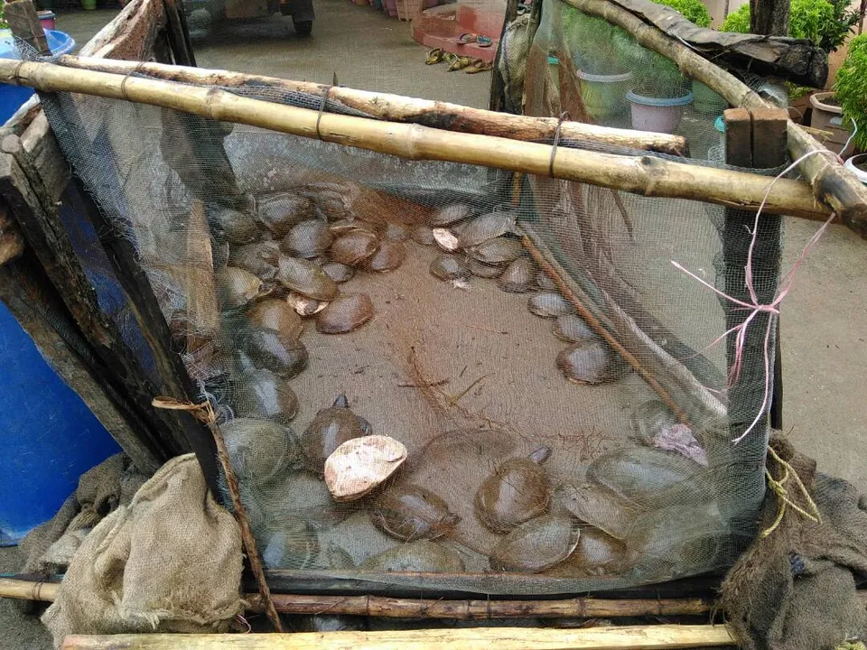  376 turtles seized from auto-rickshaw in Odisha; 3 arrested