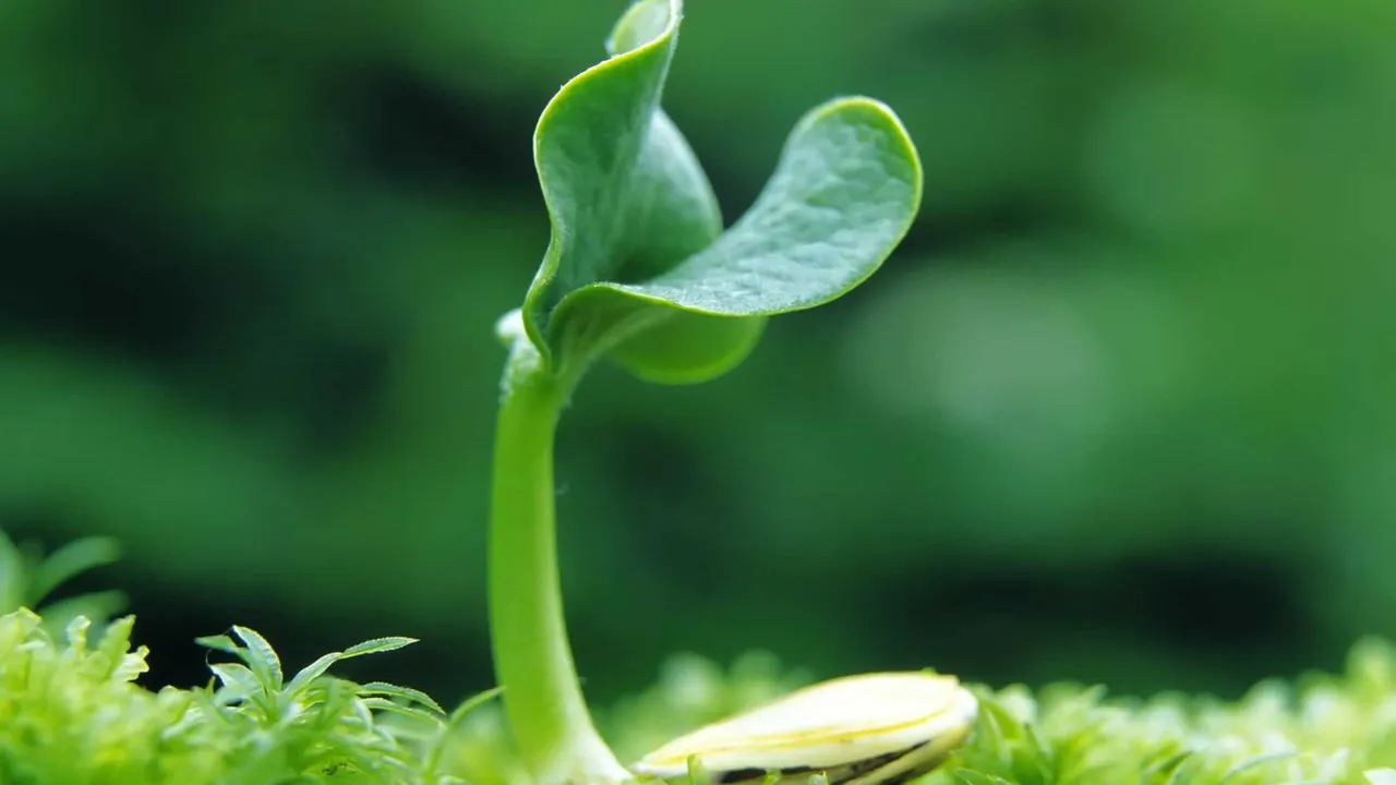  WED urges people to connect with nature