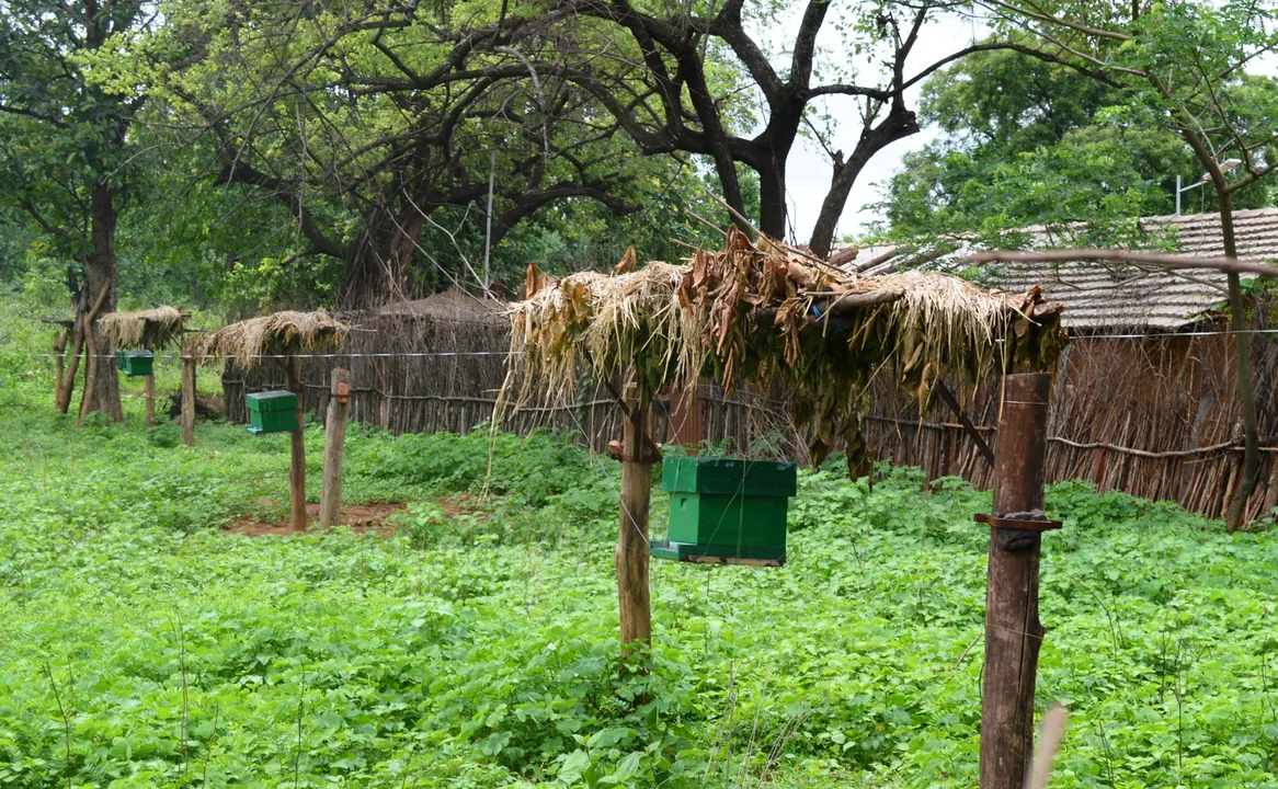  Beehive fencing to prevent human-elephant conflict in Odisha