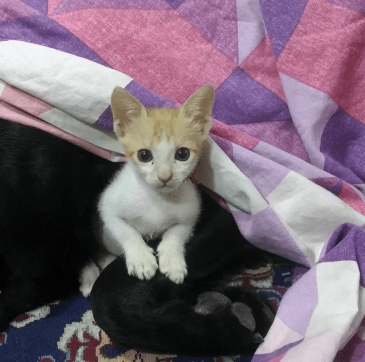  Cat from Odisha among finalists in PETA’s 'Cutest Rescued Cat Alive' contest