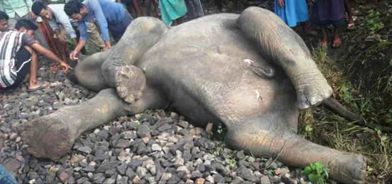 Jumbo dies in train accident in Odisha