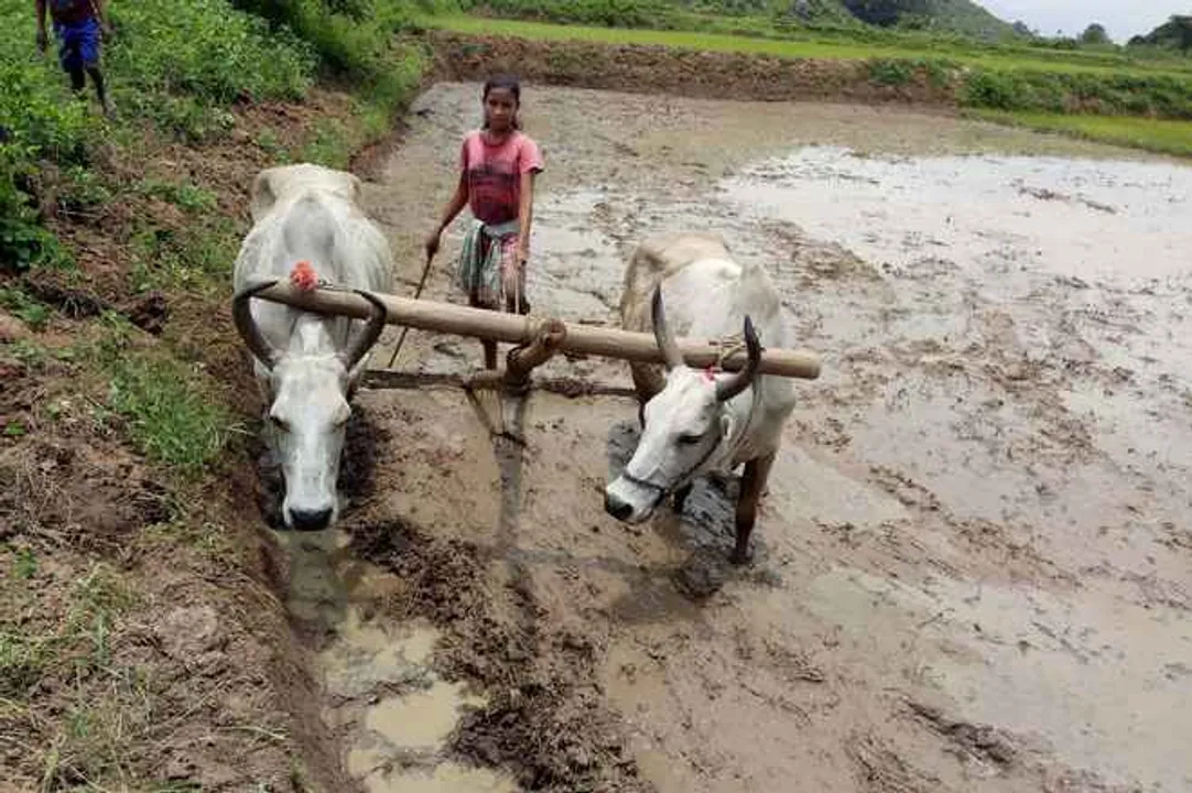  College girl helps father in ploughing farmland in Odisha
