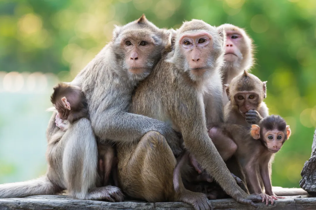  Shocking! Troop of monkeys grab 2-month-old baby, throw him into water tank