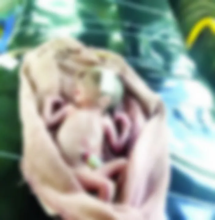  Newborn baby girl abandoned in garbage in Odisha's Ganjam, dies