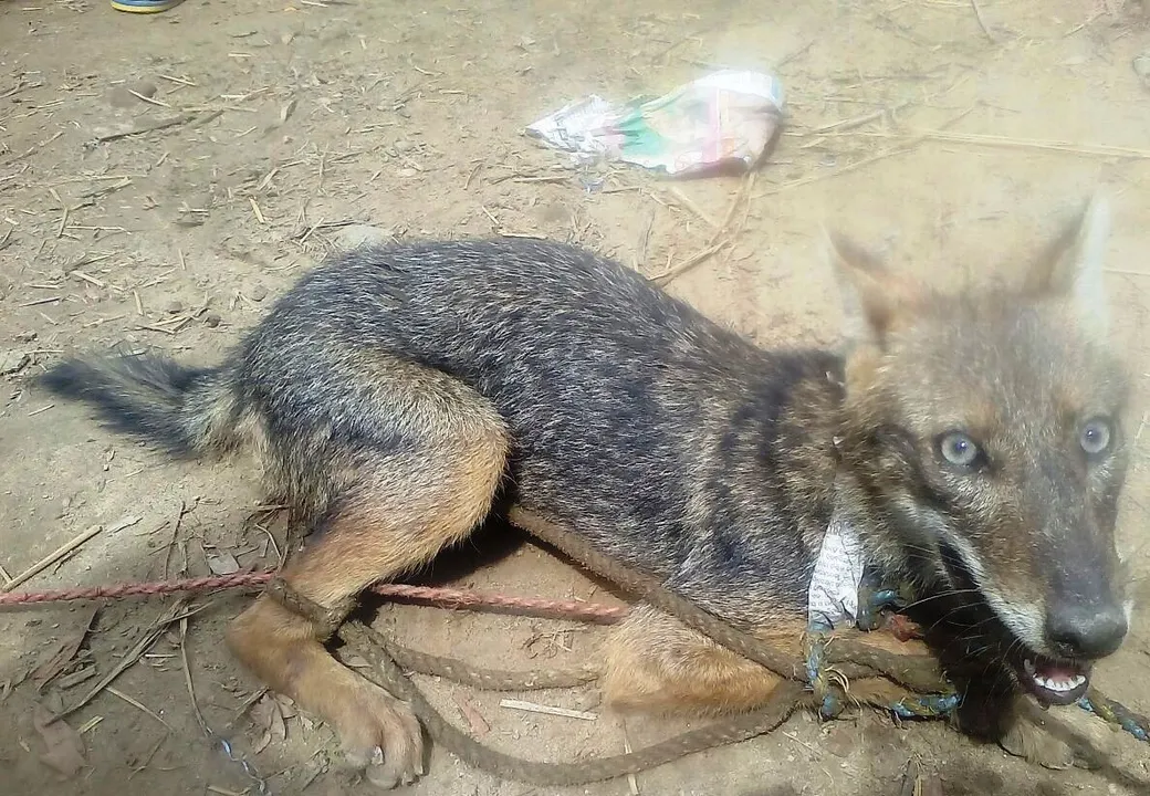  Wolf suspected to be Niali sheep killer caught