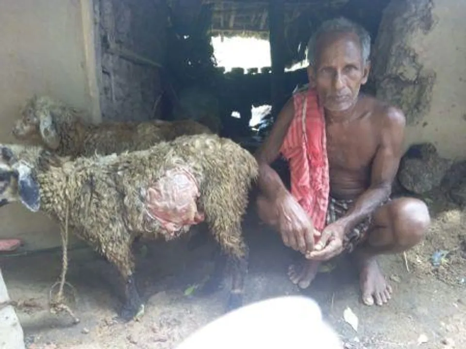  Niali: 'Mystery' animal kills 3 more sheep, injures 2
