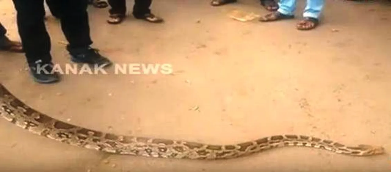  12-ft-long python rescued from shed in Odisha's Dhenkanal