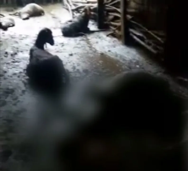  Mystery animal kills 12 sheep in Odisha's Bhanjanagar