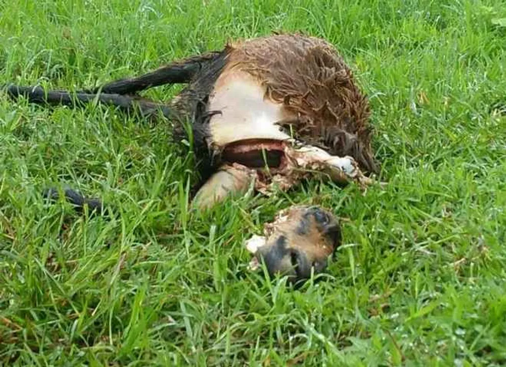  After Niali, unknown animal kills sheep in Odisha’s Kalahandi
