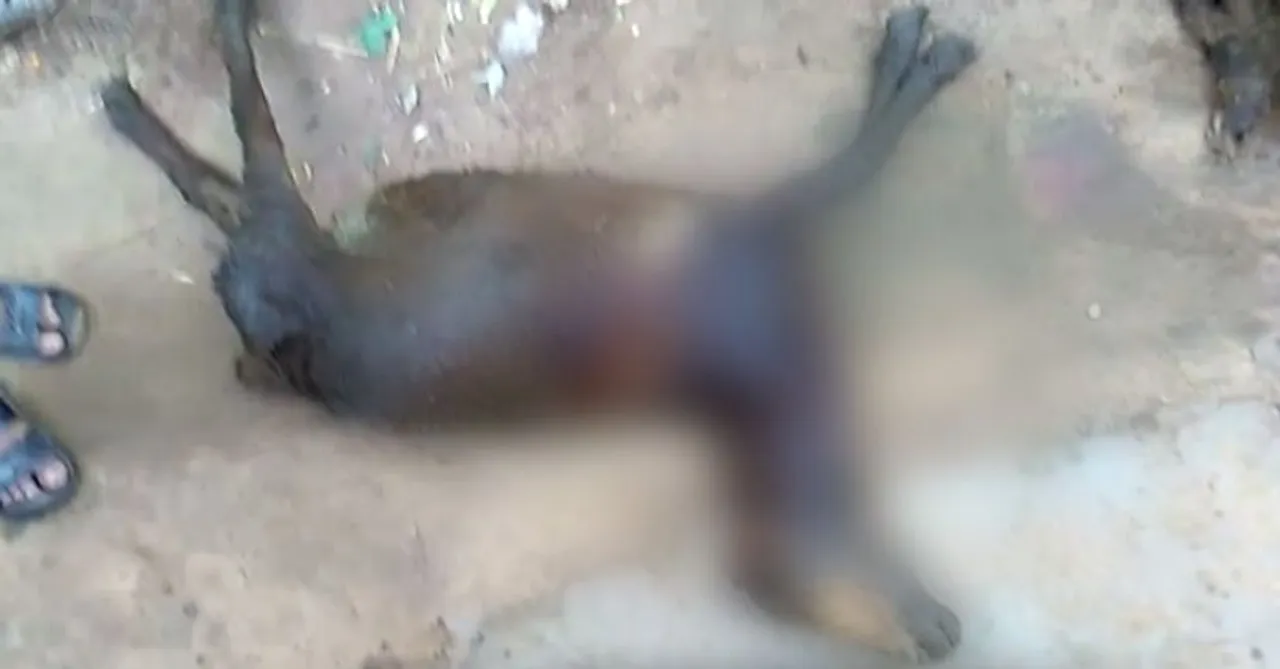  Niali mystery continues with death of 3 more sheep; spl team arrives