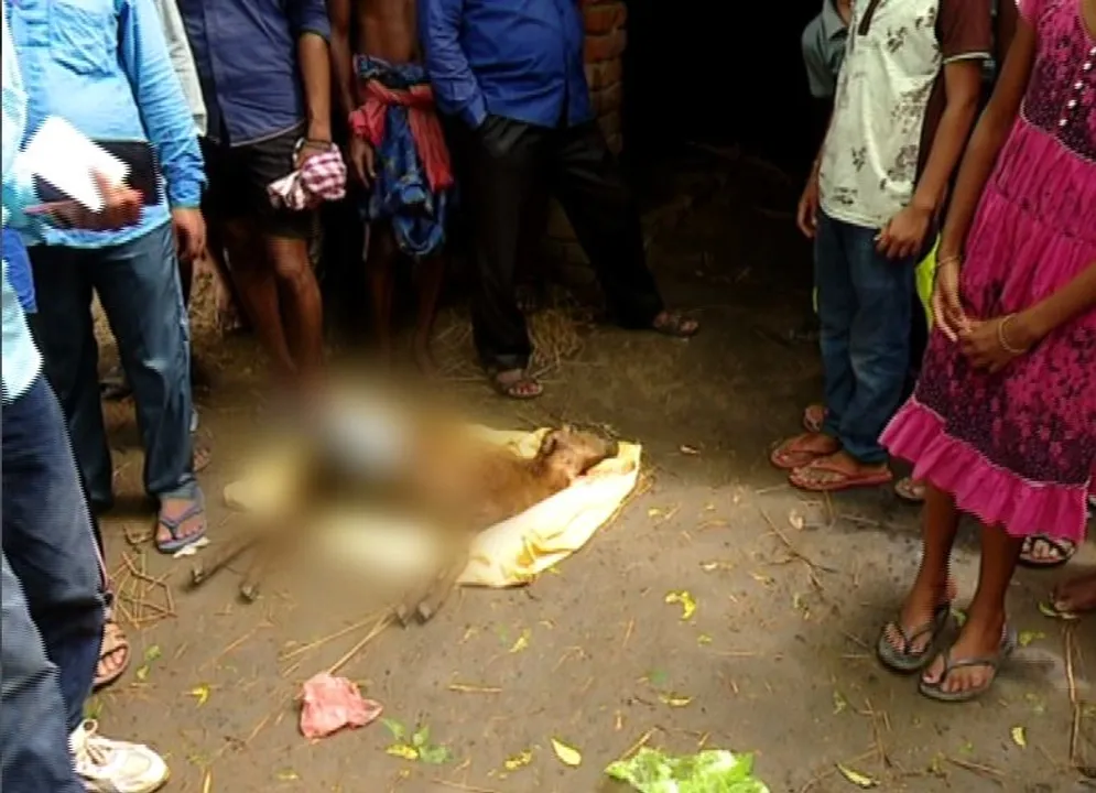  Niali: Mystery animal kills one more sheep during rainfall