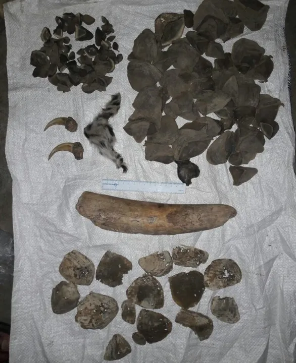  Wildlife products seized in Odisha's Bargarh; 3 arrested