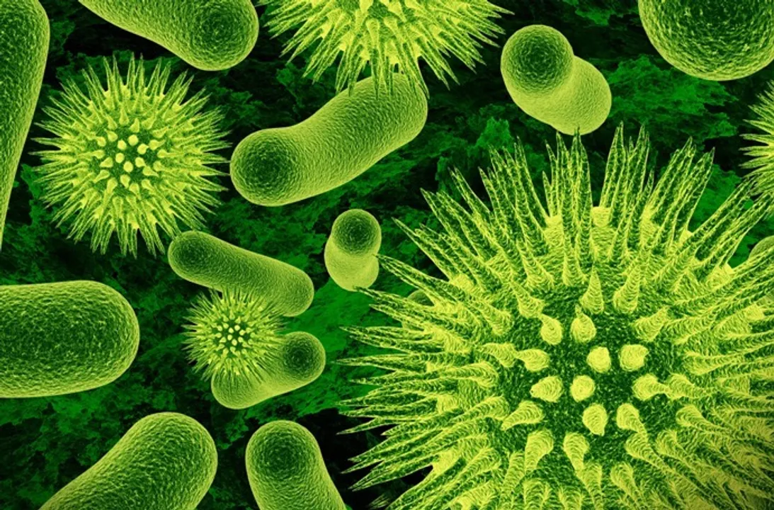  Bacteria that boosts athletic performance identified