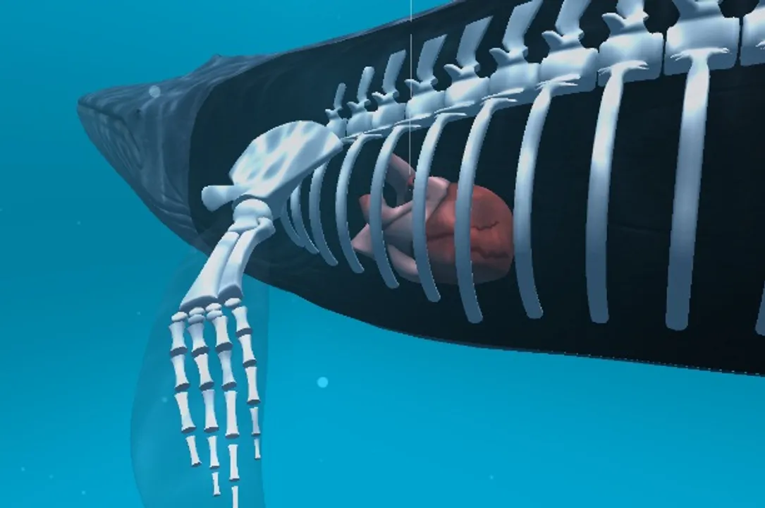  Blue whale game: Smartphone prohibited in CBSE schools in Odisha