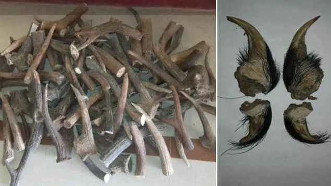  50 kg Sambar deer horns, 4 beer nails seized from Odisha's Bargarh