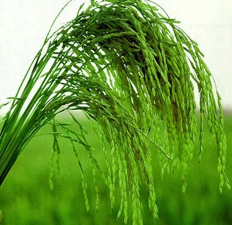  Nuakhai festivities grip western Odisha