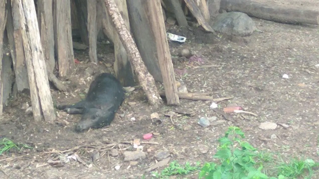  Mysterious death of pigs, dogs creates panic in Odisha’s Malkangiri