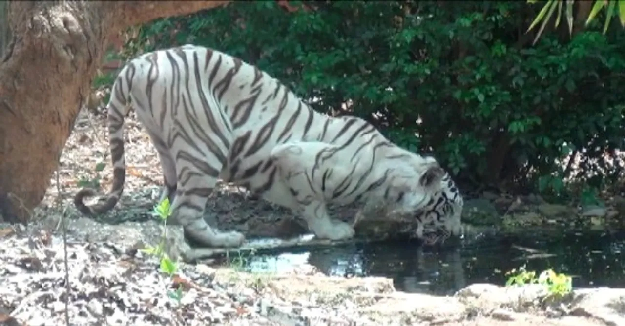  White tigress Kusum dies in Odisha's Nandankanan zoo