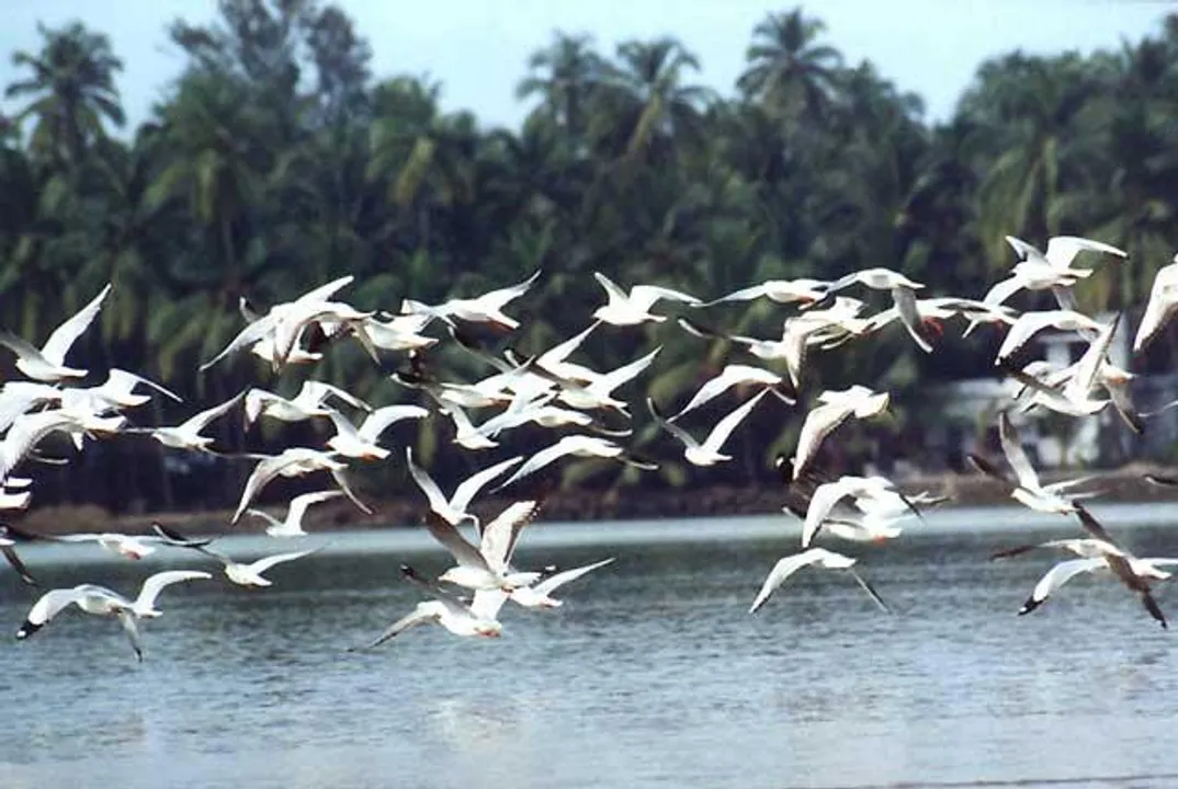  Number of country birds declines at Odisha's Bhitarkanika