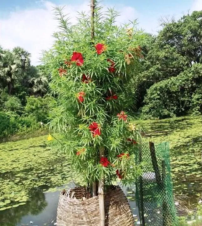  Odisha village where ganja plant is worshipped