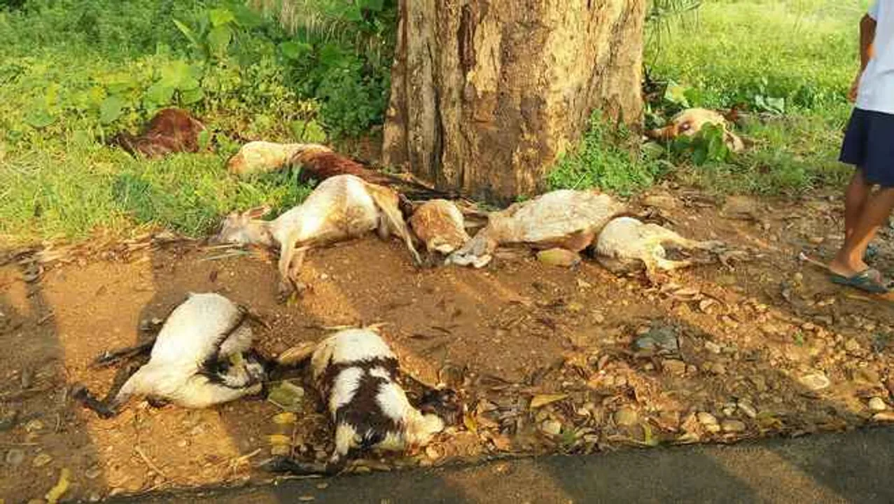  Lightning kills 16 goats in Odisha's Angul