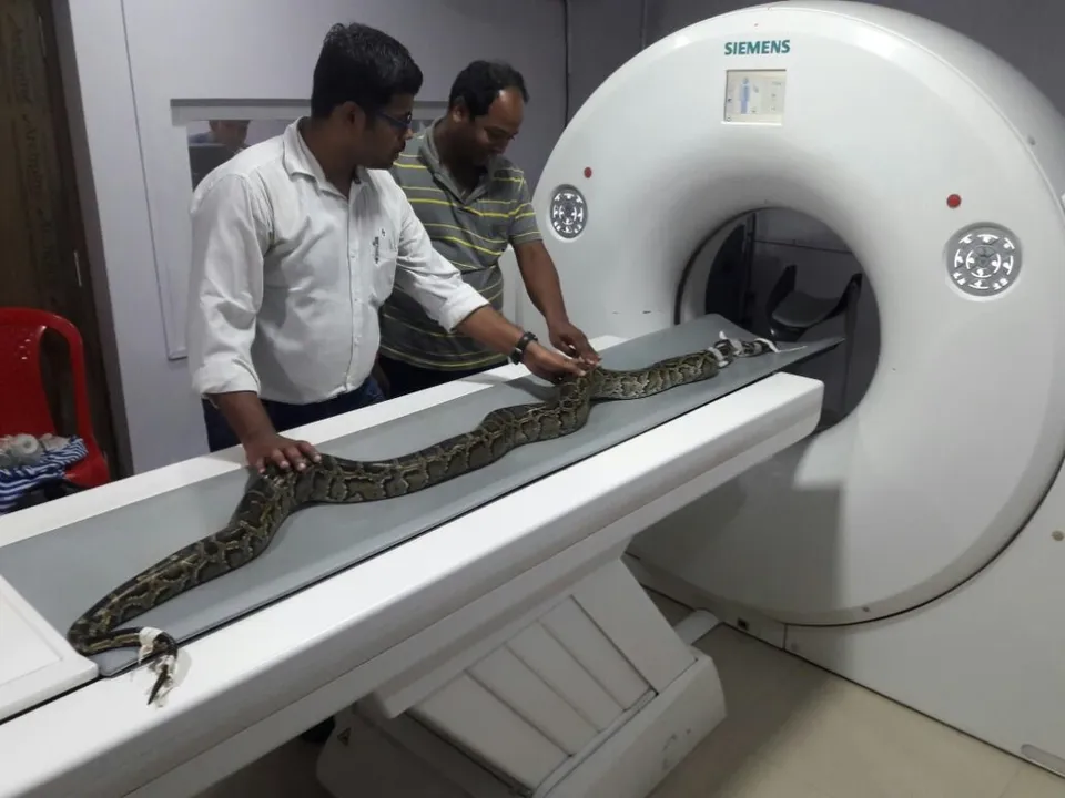  Python undergoes CT scan in Odisha capital