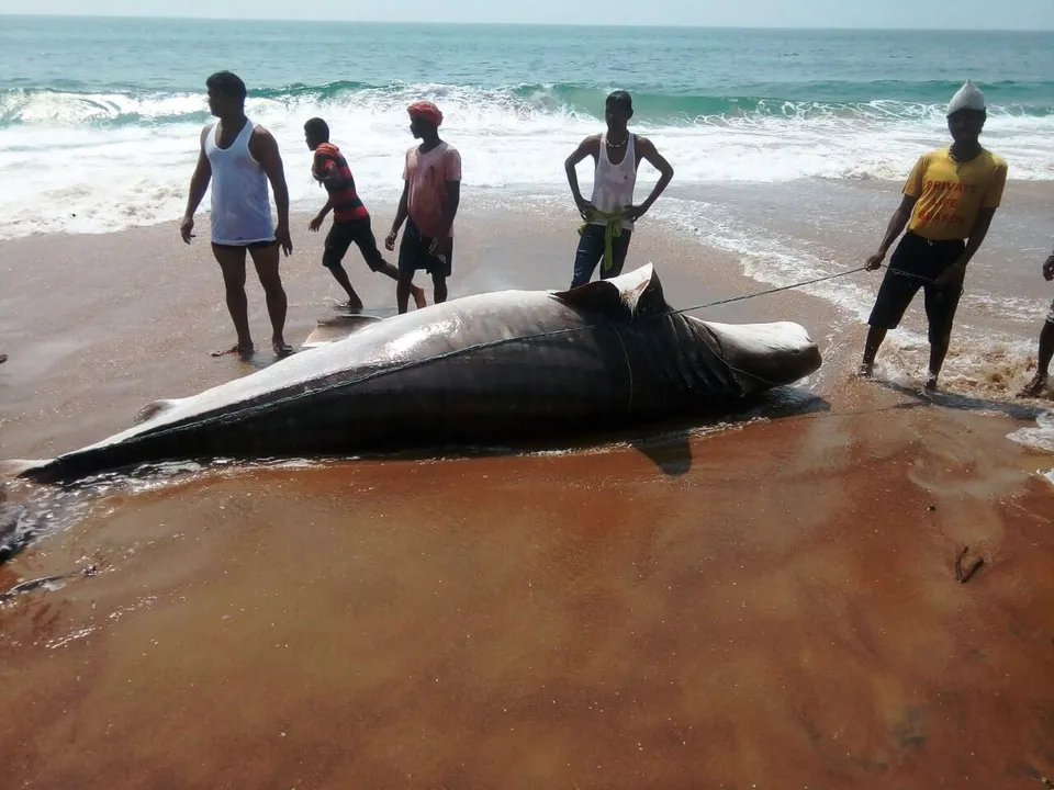  Carcass of 16-feet-long shark found at Puri sea beach in Odisha