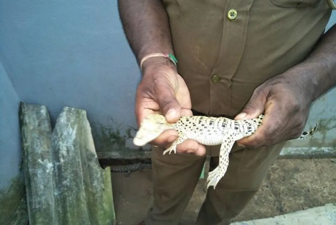  Odisha's Bhitarkanika welcomes another albino crocodile 'Gori'