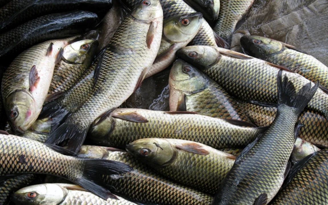  Odisha registers 17% growth in fish production in 2016-17