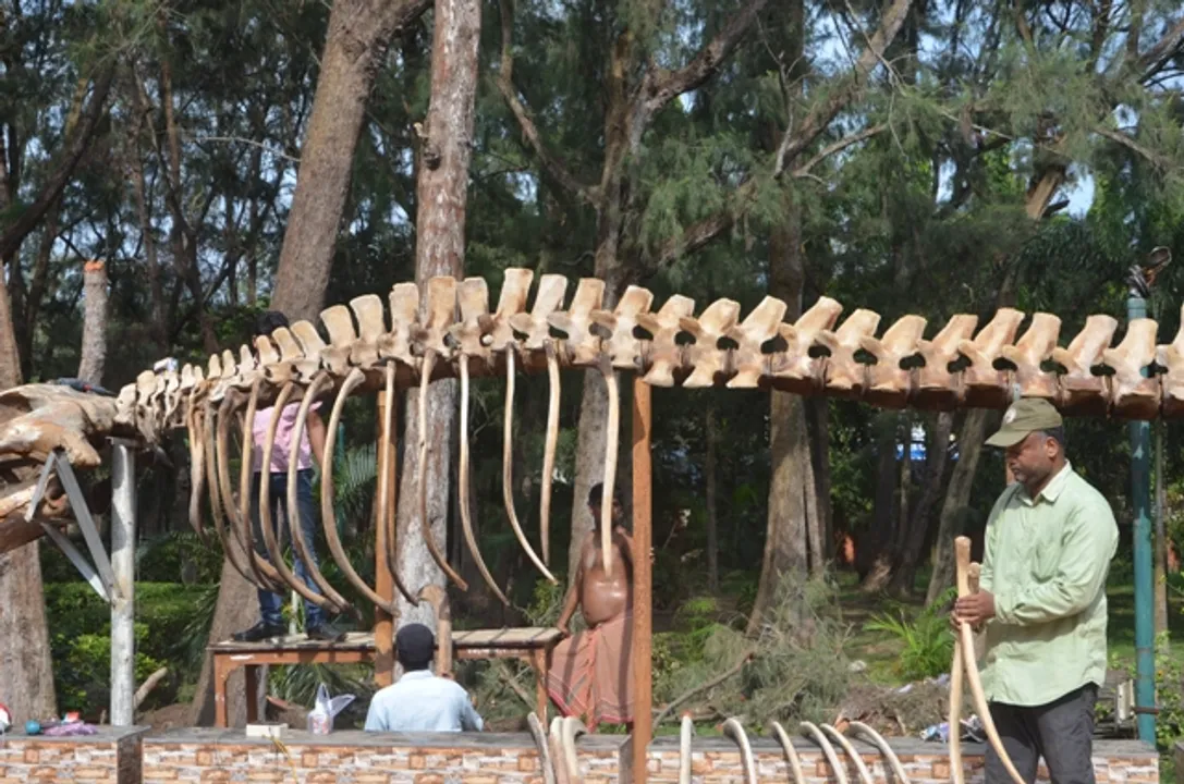  Meet Odisha's Shiv Prasad Parida – A man of whale skeleton