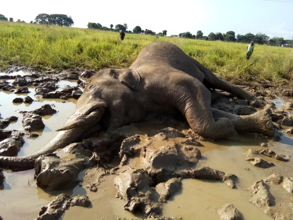  Tusker found dead in paddy field in Odisha's Athgarh
