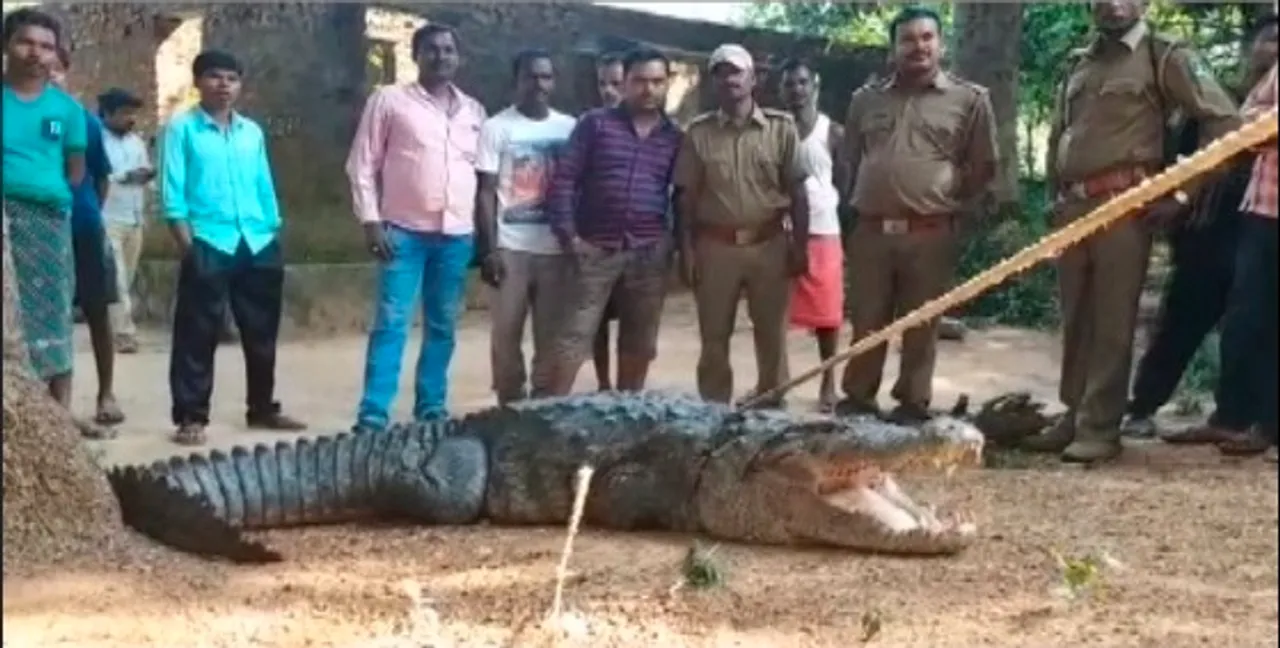  In Pics: 12-feet crocodile enters house in Odisha's Malkangiri