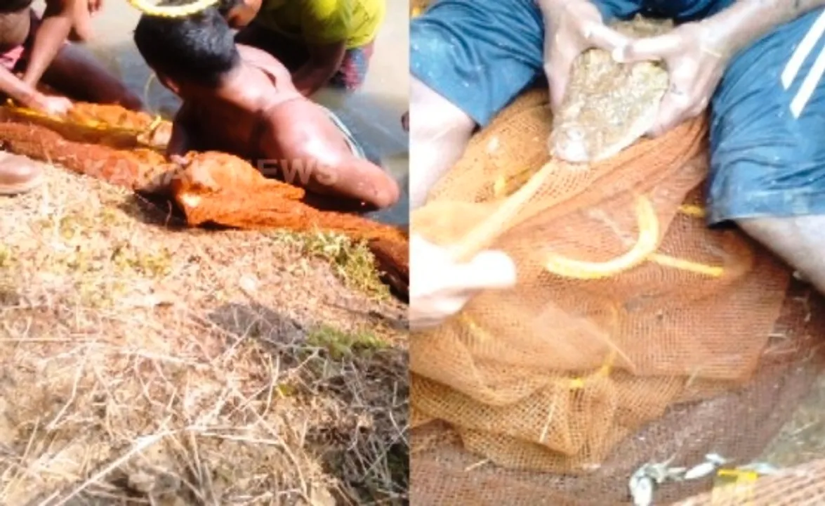  Crocodile captured from Odisha capital outskirts