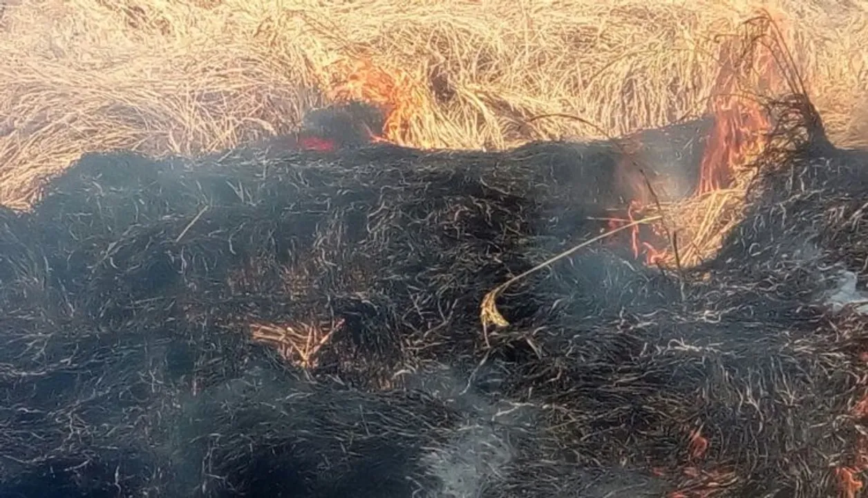  Odisha releases toll free number for farmers after crops set on fire
