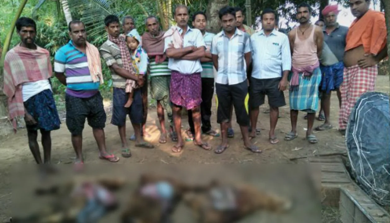  Mysterious animal kills 14 more sheep in Odisha's Niali