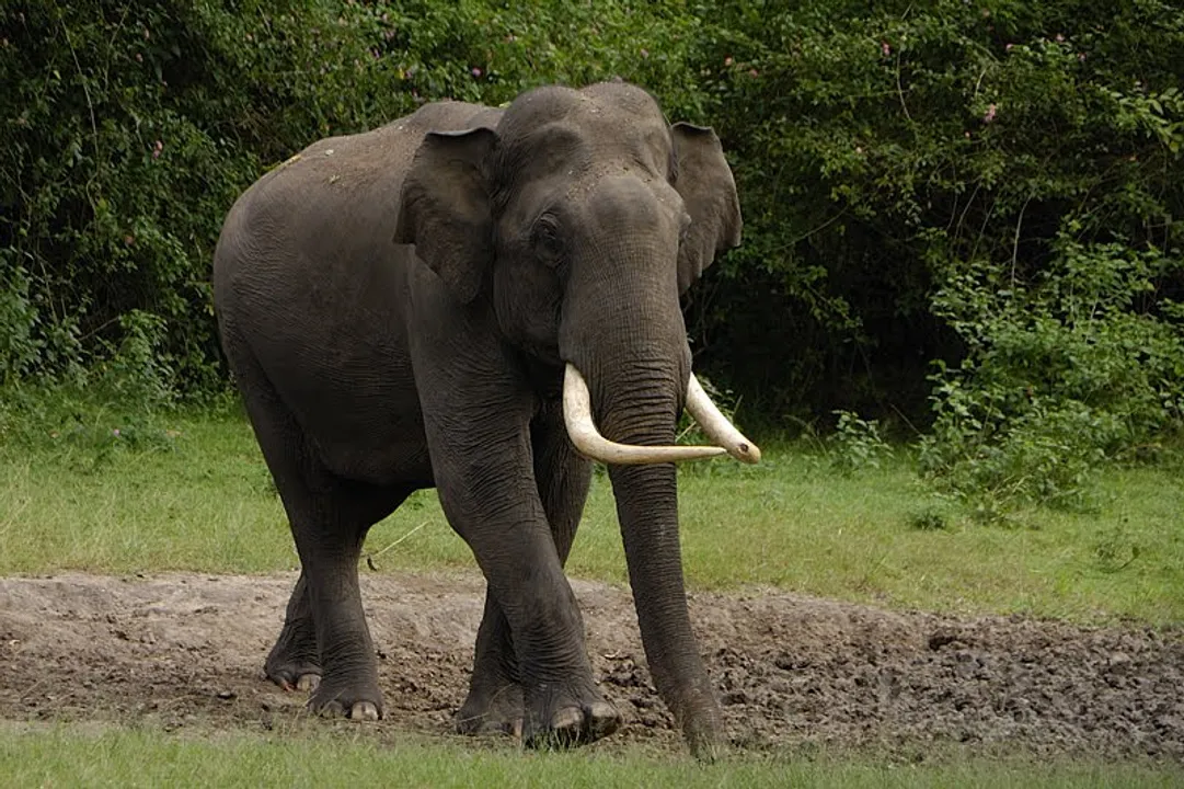  Representative Image/ Picture Courtesy: walkthewilderness.org 