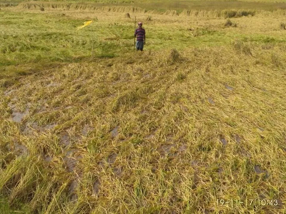  Crop damage in over 10k ha due to unseasonal rain in Odisha
